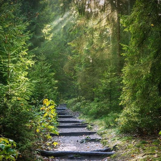 Ein sonnendurchfluteter Wald mit dicht stehenden Bäumen, deren lange Schatten auf einem üppigen, moosbedeckten Boden fallen. 