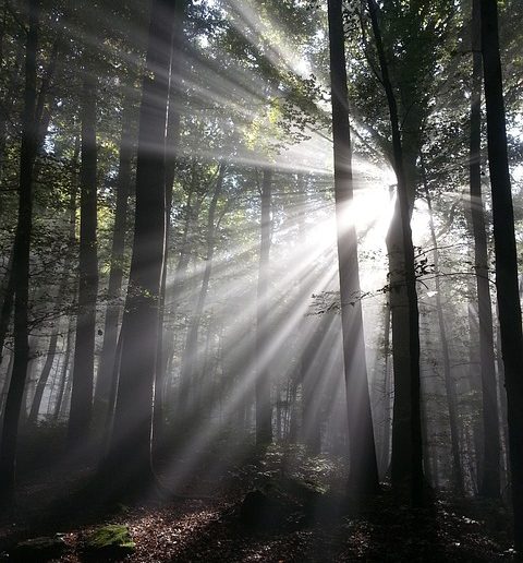 Sonnenstrahlen, die durch einen Wald strahlen