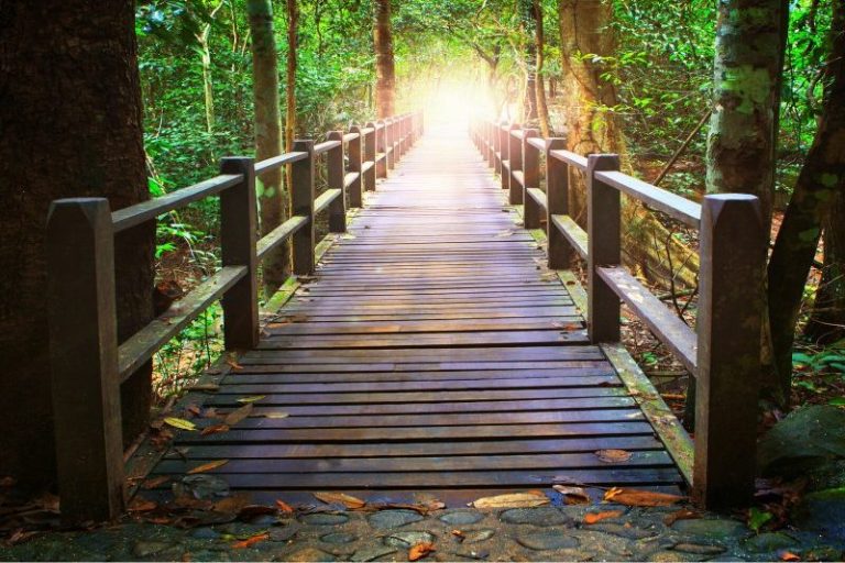 Das Bild zeigt eine Brücke im Wald, am Ende der Brücke ist ein Tunnel aus Sonnenlicht. Der Wald ist grün, die Atmosphäre ist friedlich.