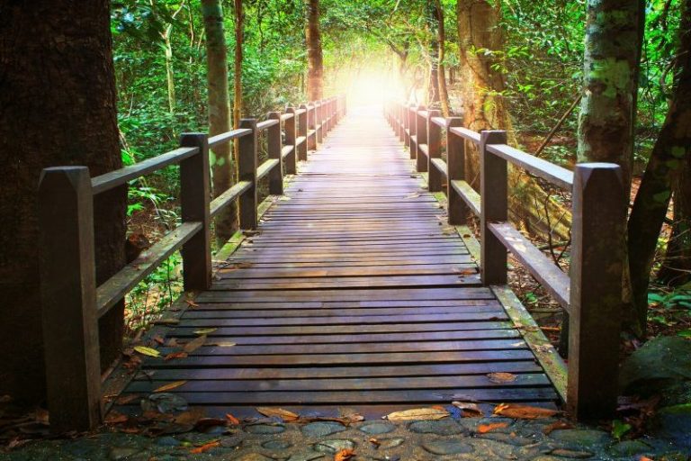 Das Bild zeigt eine Brücke im Wald, am Ende der Brücke ist ein Tunnel aus Sonnenlicht. Der Wald ist grün, die Atmosphäre ist friedlich.