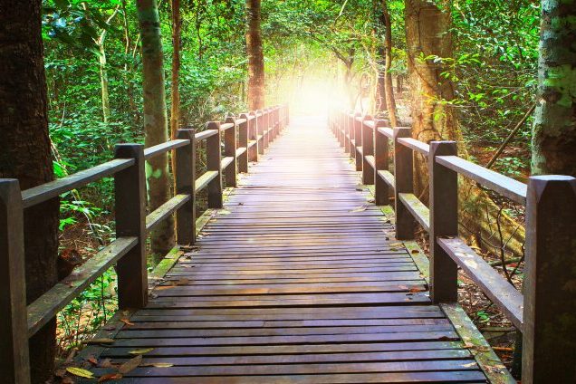 Das Bild zeigt eine Brücke im Wald, am Ende der Brücke ist ein Tunnel aus Sonnenlicht. Der Wald ist grün, die Atmosphäre ist friedlich.